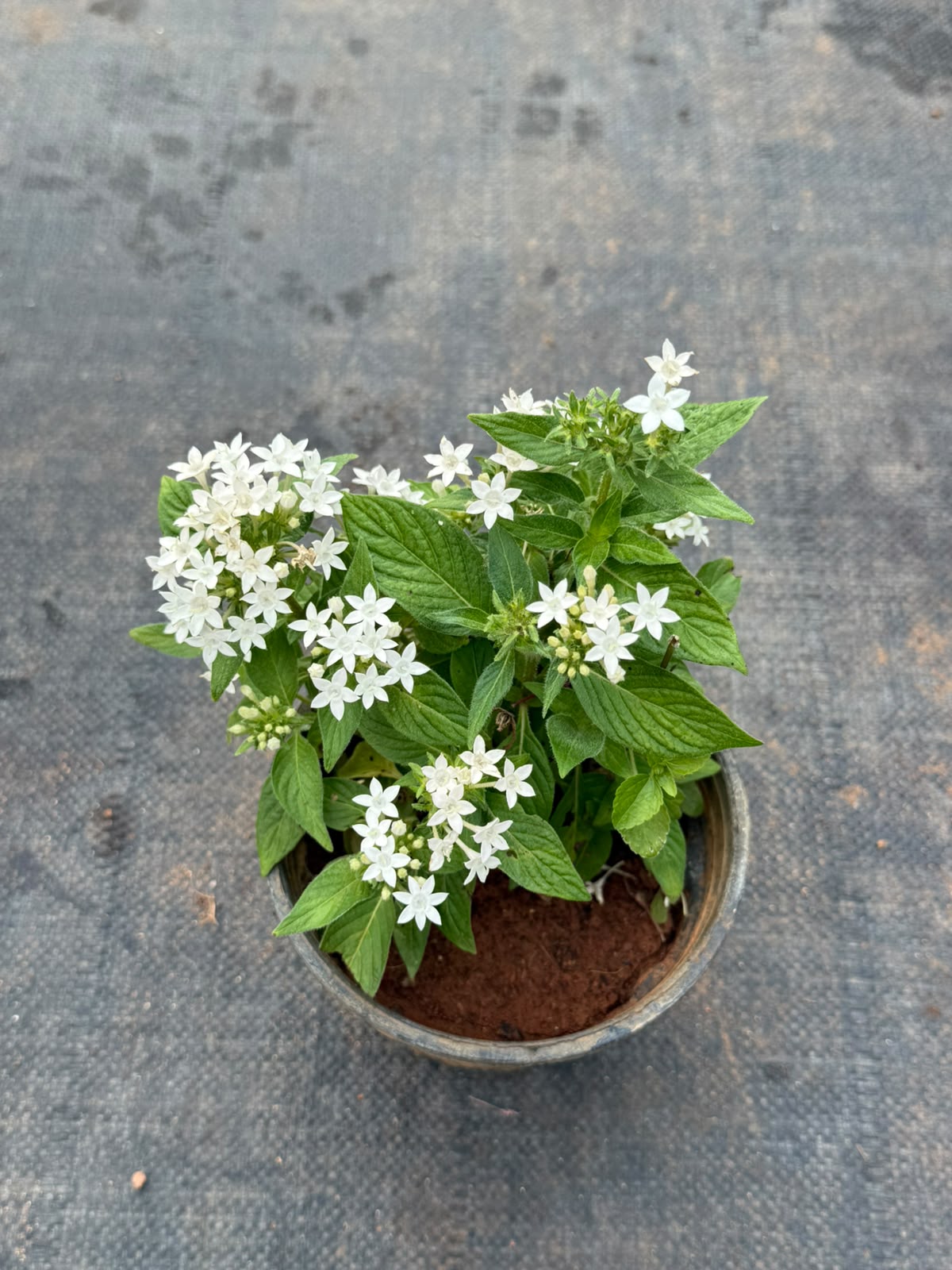 Pentas Plant White (Pentas Lanceolata)