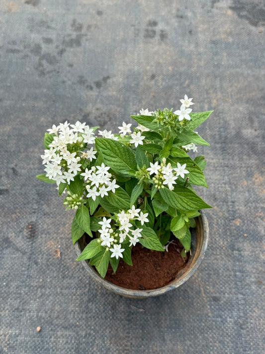 Pentas Plant White (Pentas Lanceolata)