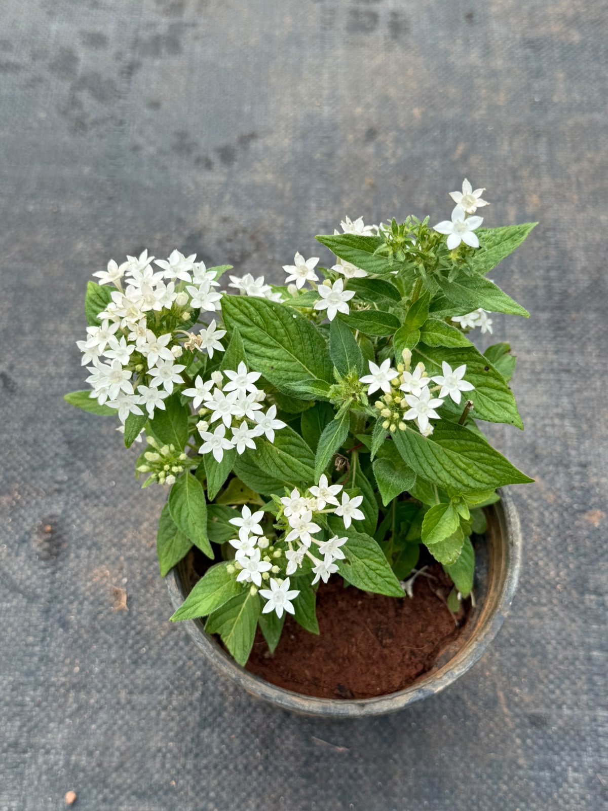 Pentas Plant White (Pentas Lanceolata)