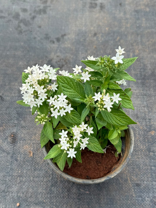Pentas Plant White (Pentas Lanceolata)