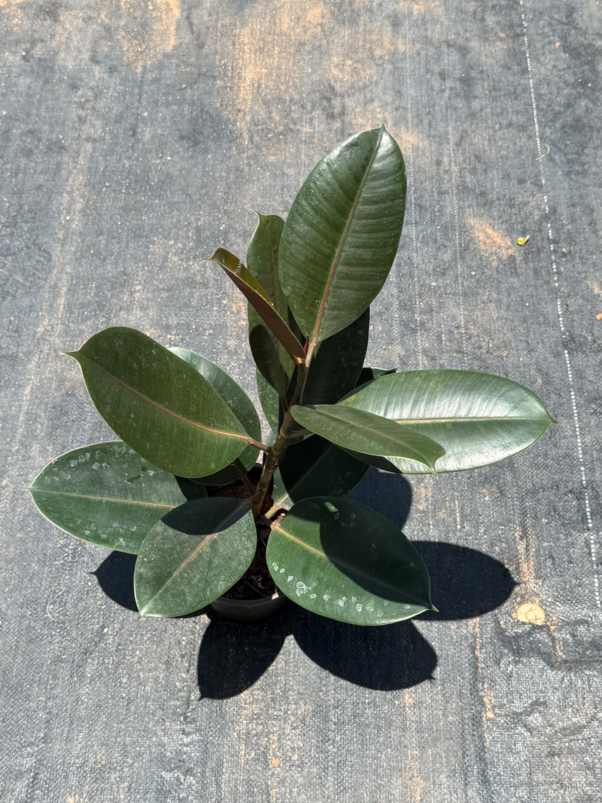 Rubber Plant  (Ficus Elastica)