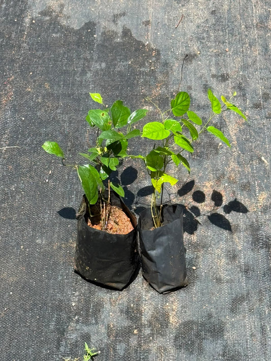 Catsclaw - Manimulla Combo