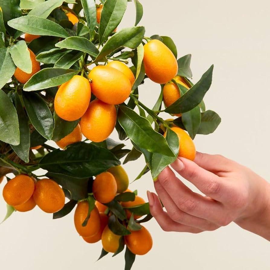 Israel Orange