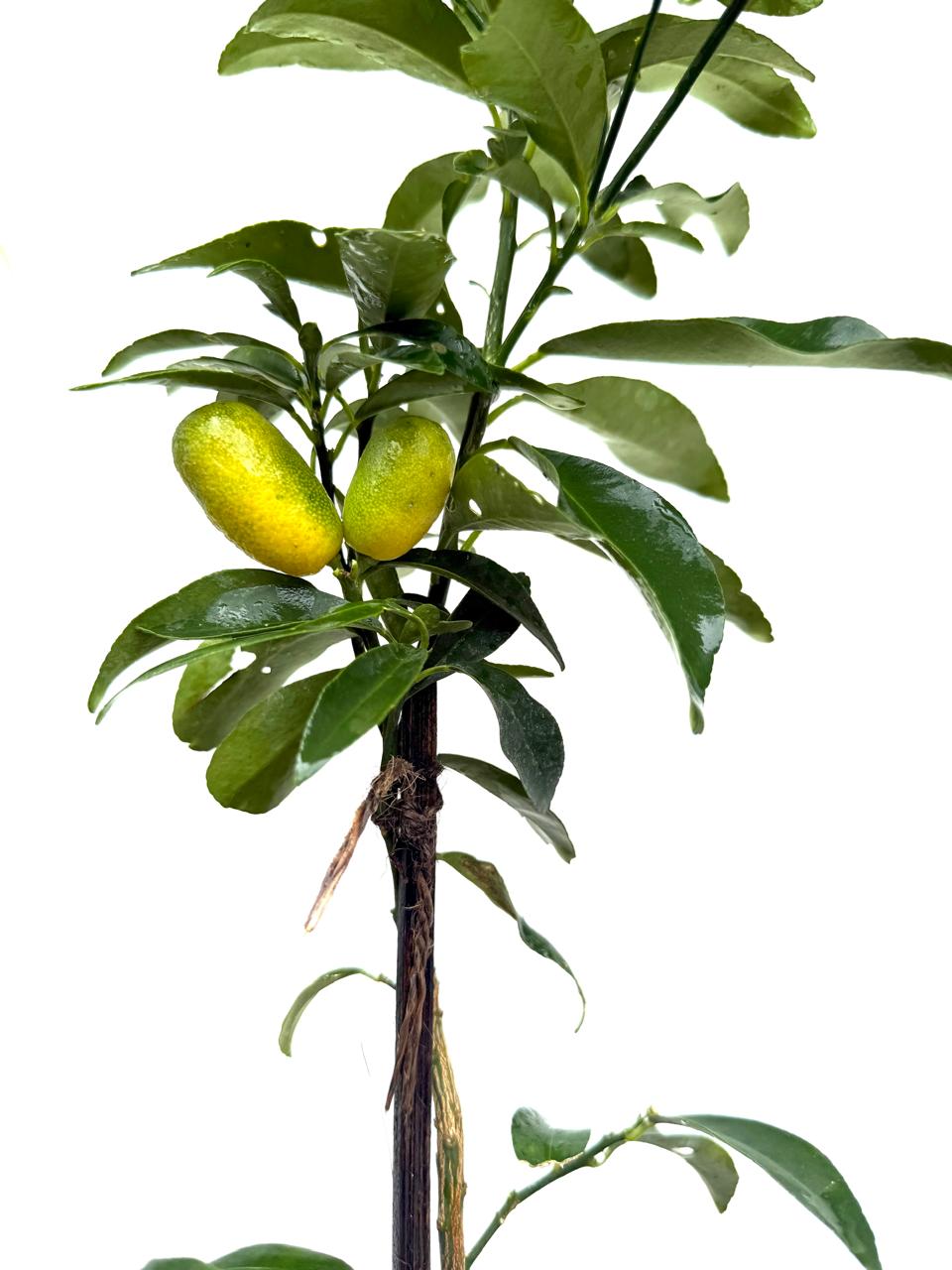 Israel Orange