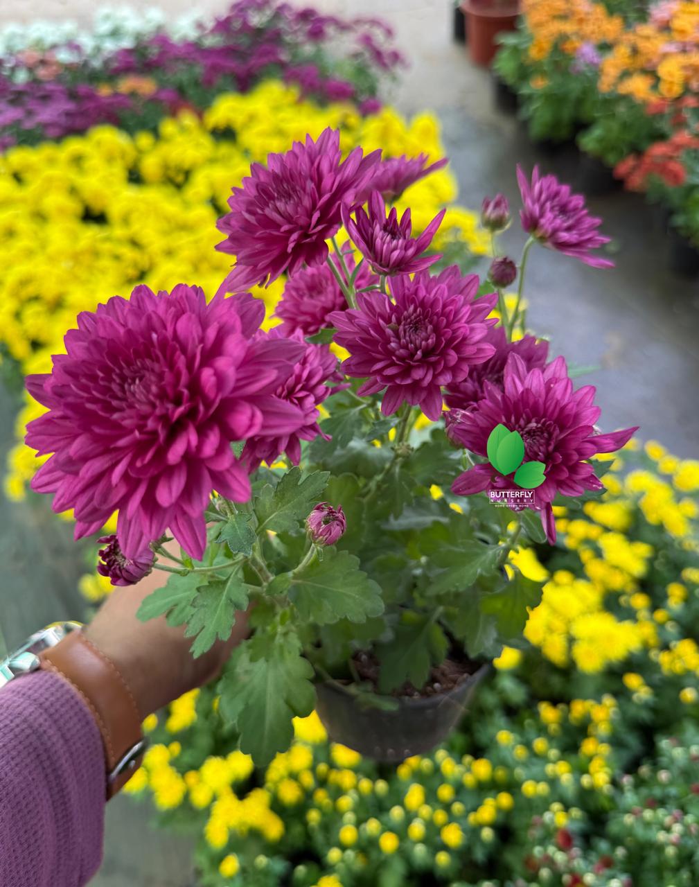 Chrysanthemum Combo of 5 Plants