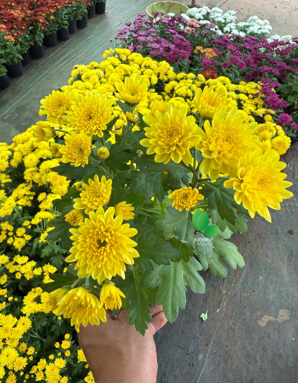 Chrysanthemum Combo of 5 Plants