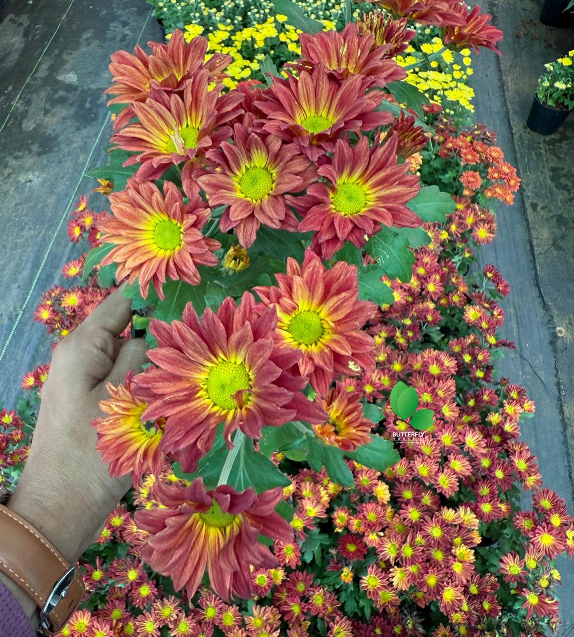 Chrysanthemum Combo of 5 Plants