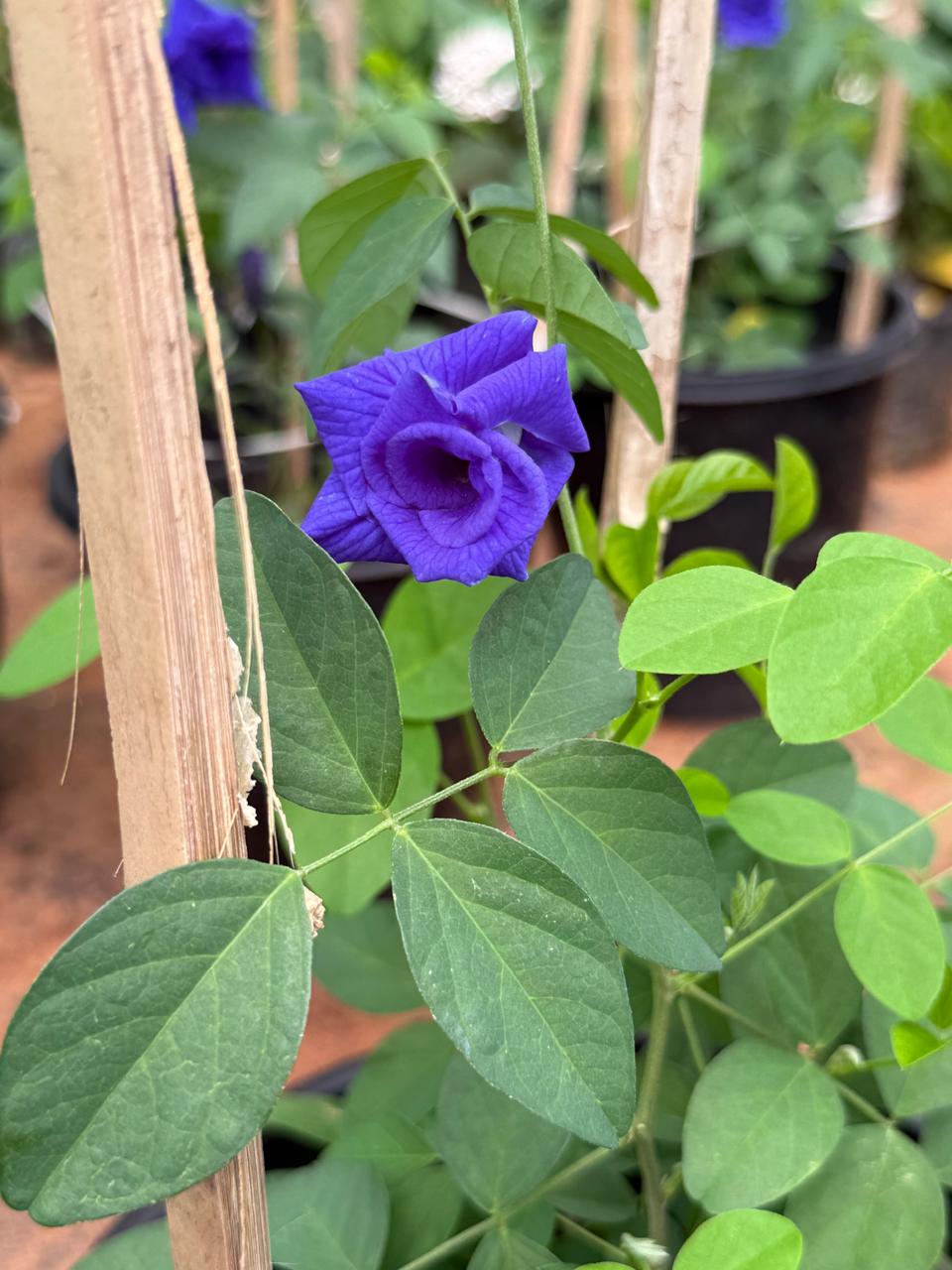 Shankupushpam Double Petal