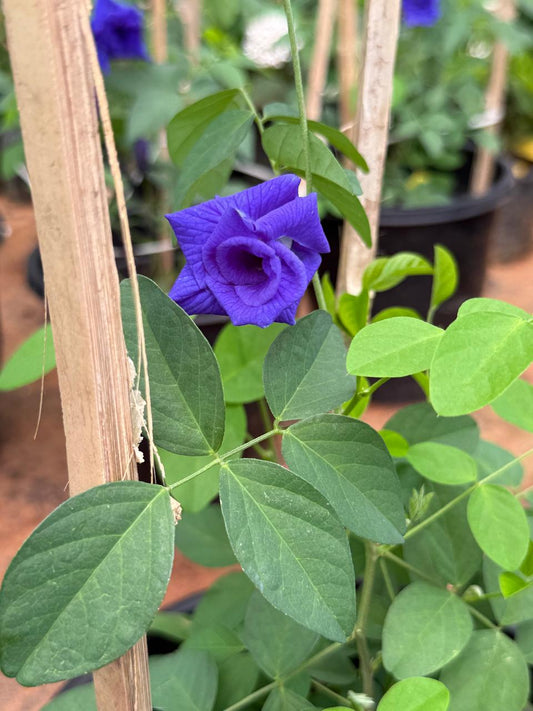 Shankupushpam Double Petal