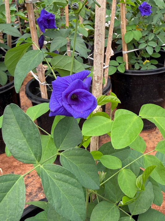 Shankupushpam Double Petal