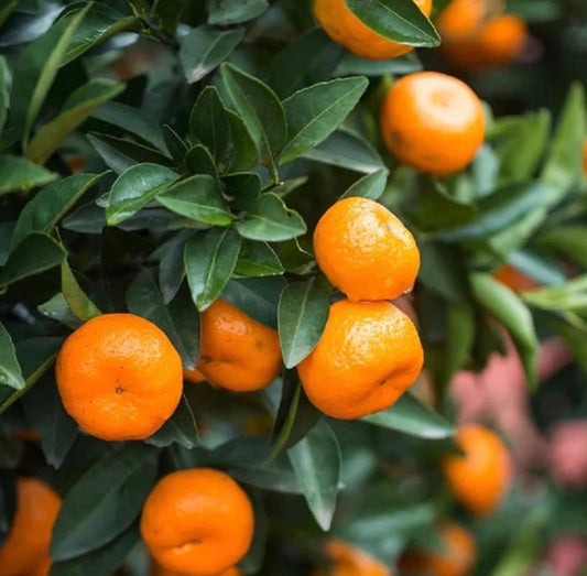 Chinese Orange