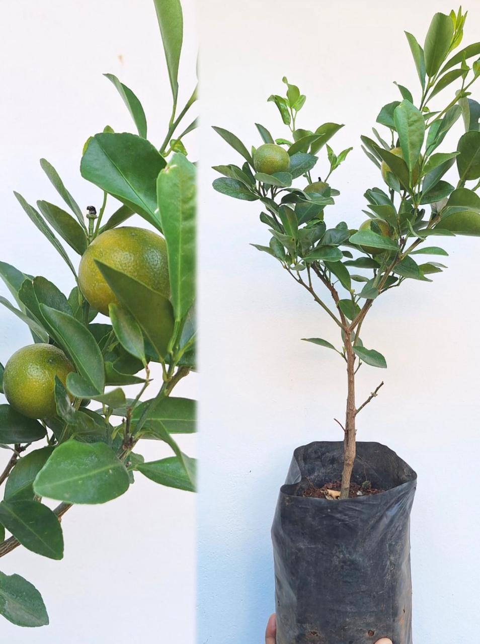 Chinese Orange