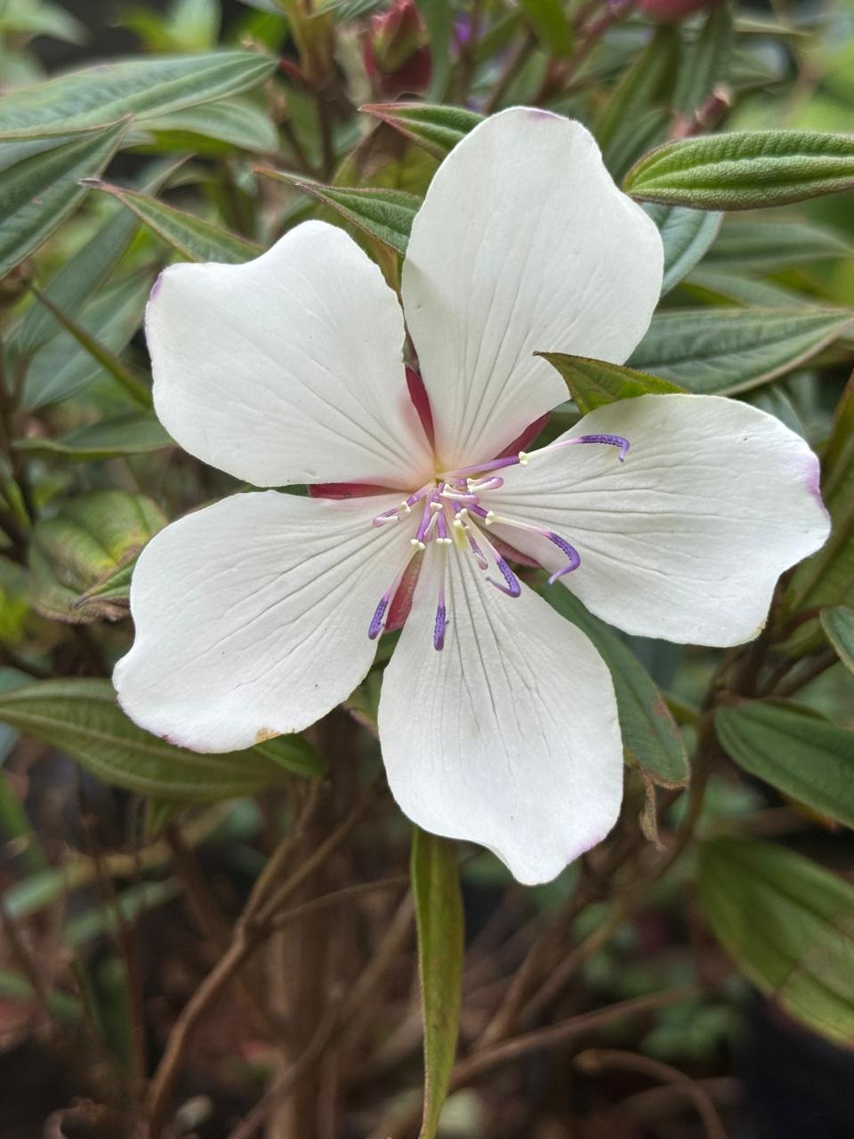 Melastoma White and Violet Combo