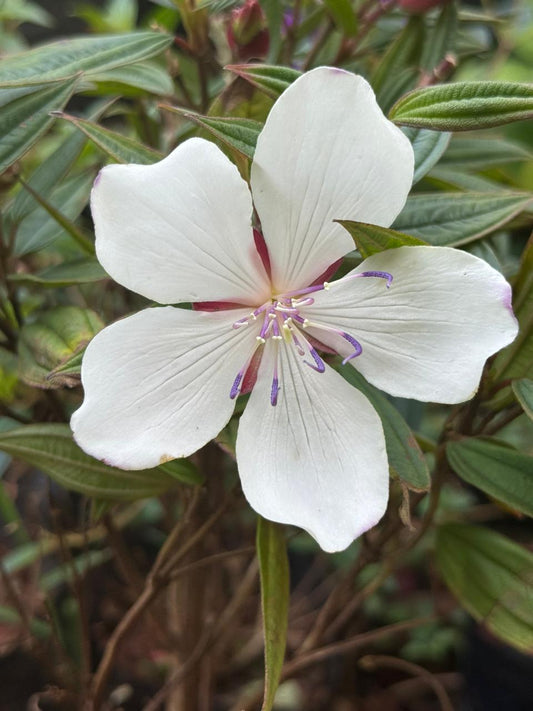 Melastoma White and Violet Combo