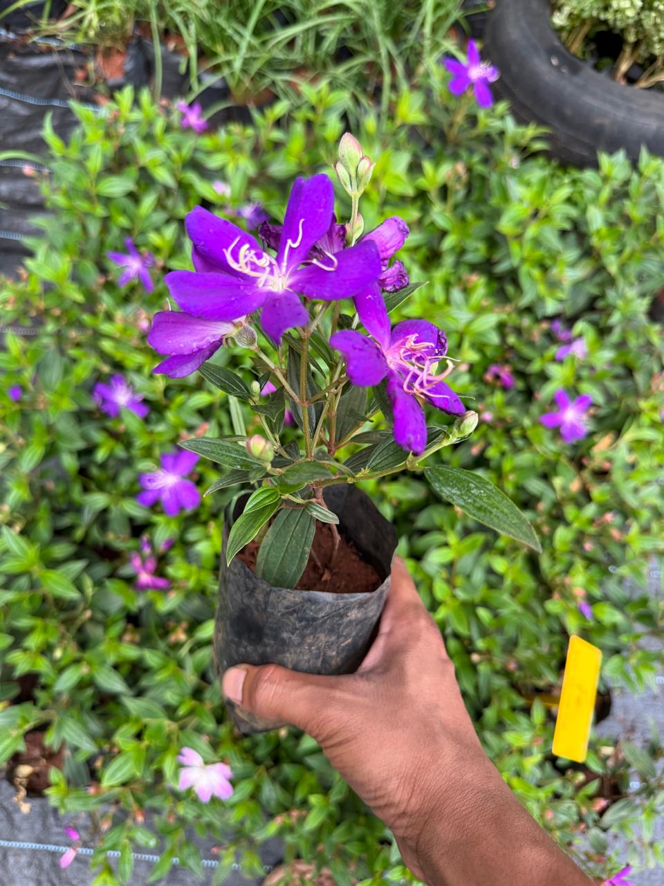 Melastoma White and Violet Combo