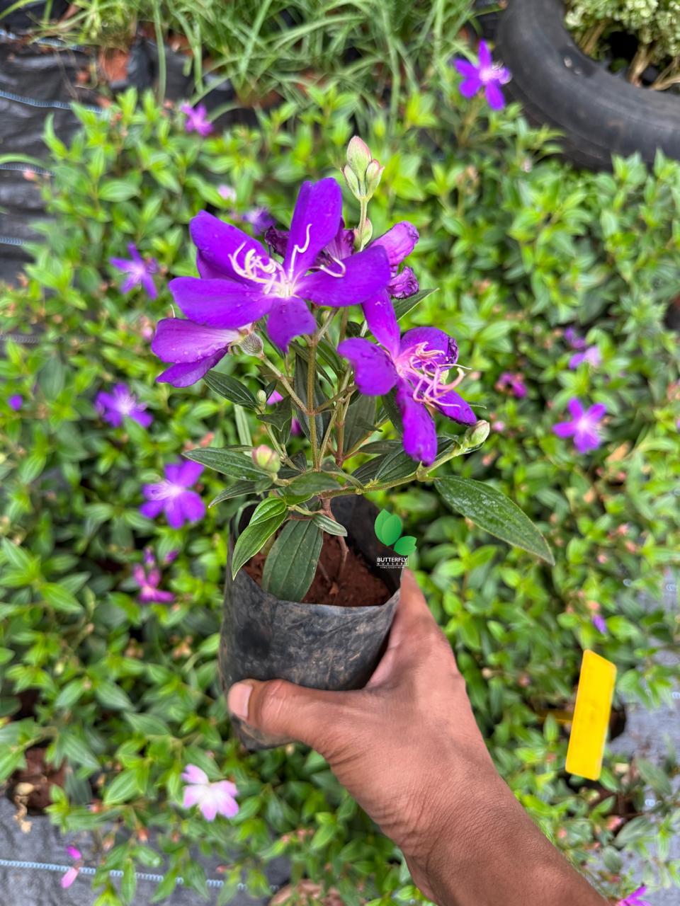 Melastoma White and Violet Combo