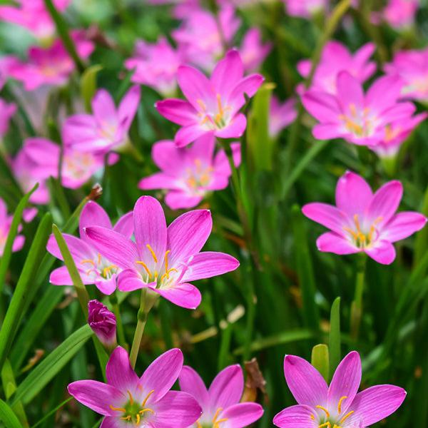 Water Lily Combo of 2 ( 1 Violet + 1 White )