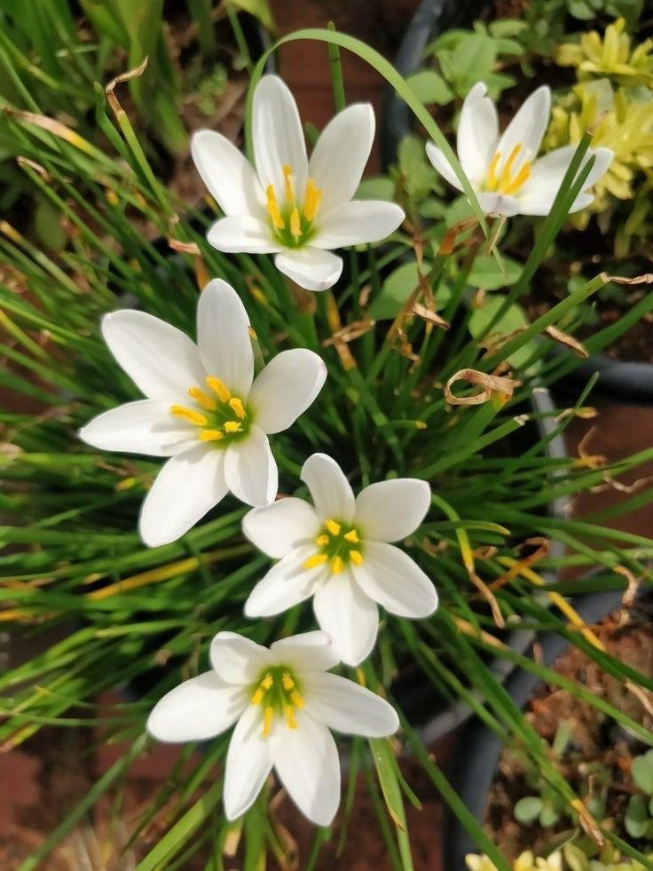 Water Lily Combo of 2 ( 1 Violet + 1 White )