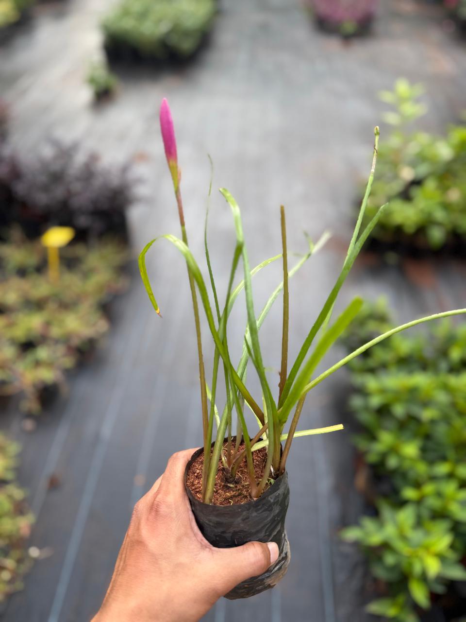 Water Lily Combo of 2 ( 1 Violet + 1 White )