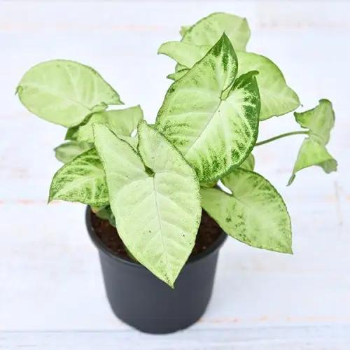 Syngonium Light-Green