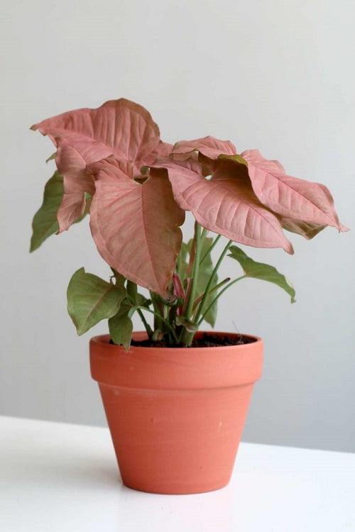 Syngonium Pink