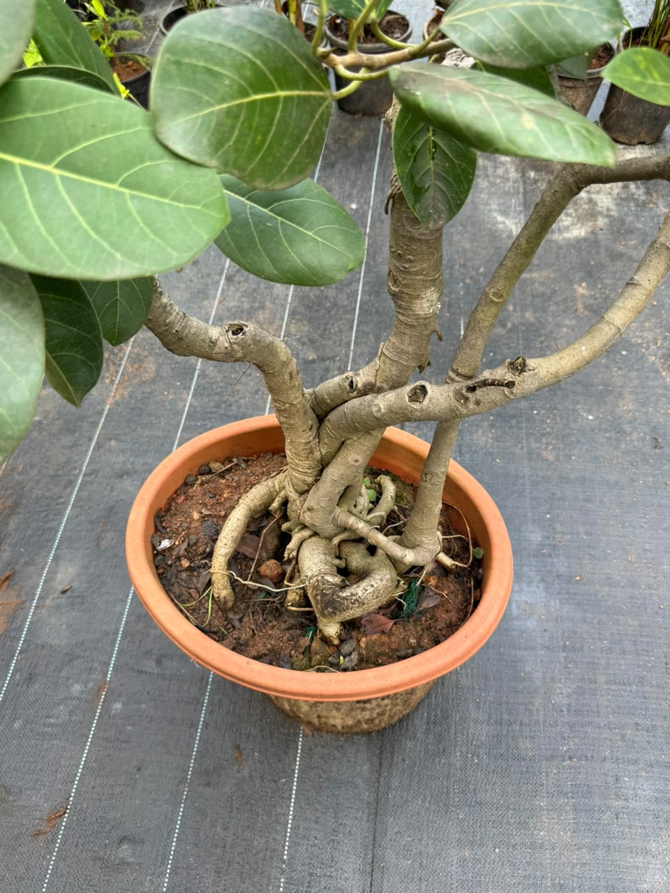 Bonsai