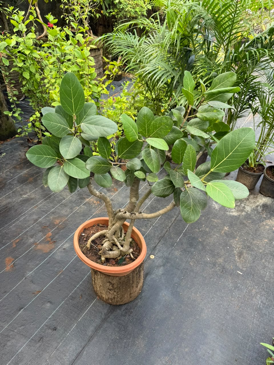 Bonsai
