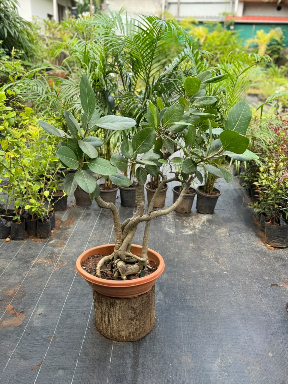 Bonsai