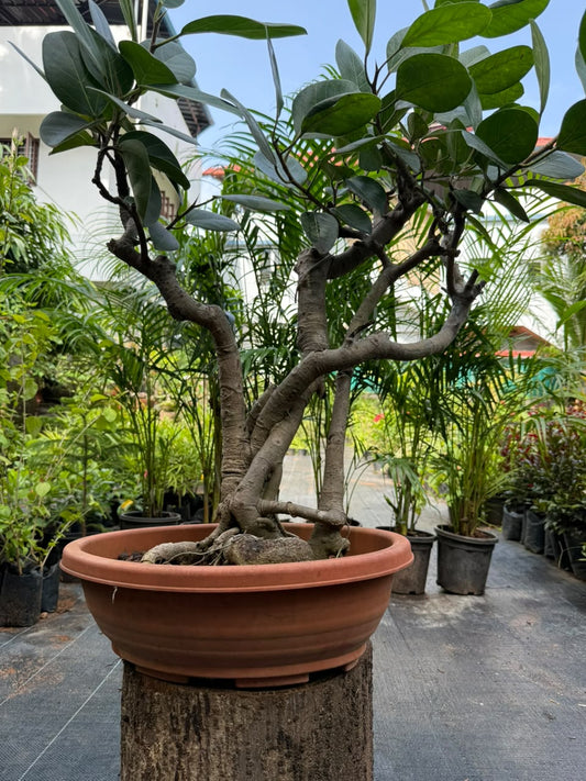 Bonsai