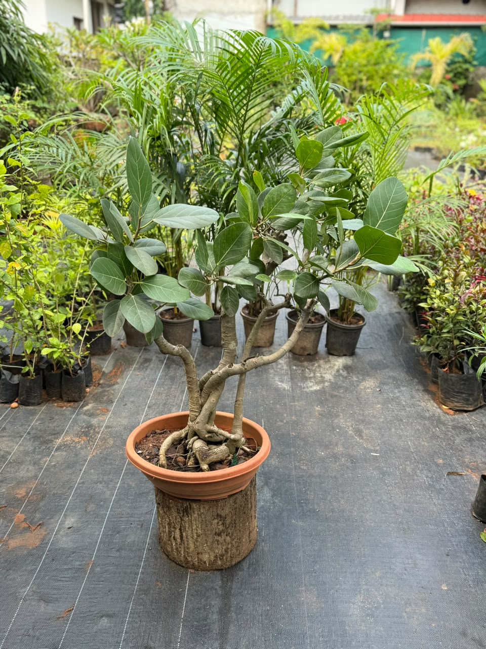 Bonsai