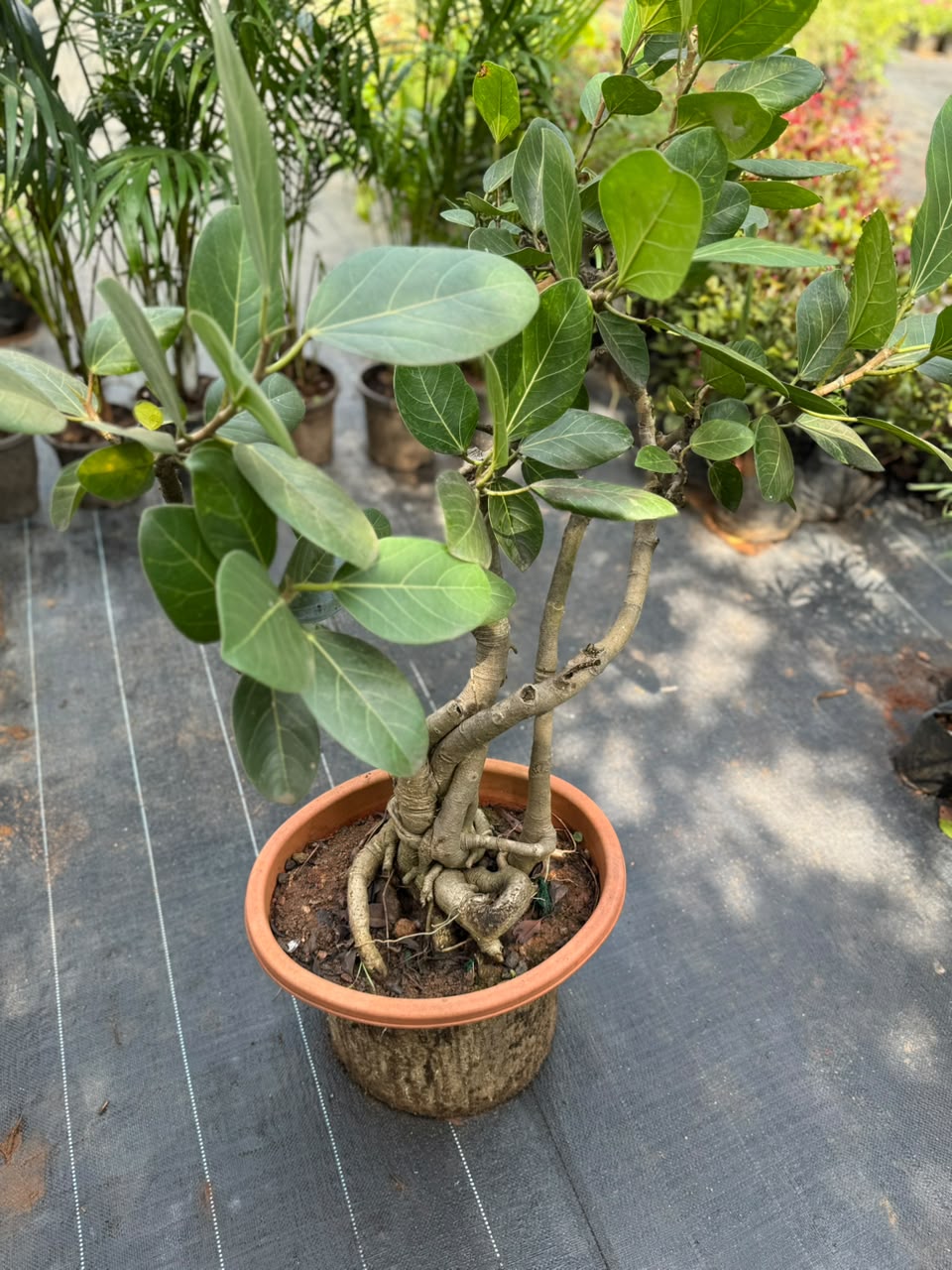 Bonsai