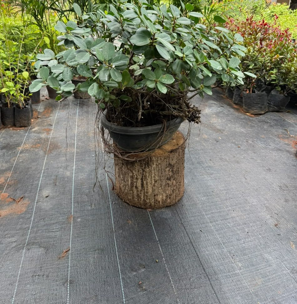 Bonsai