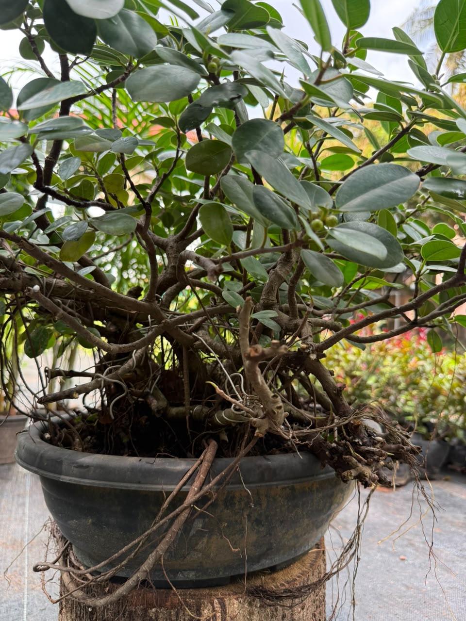 Bonsai