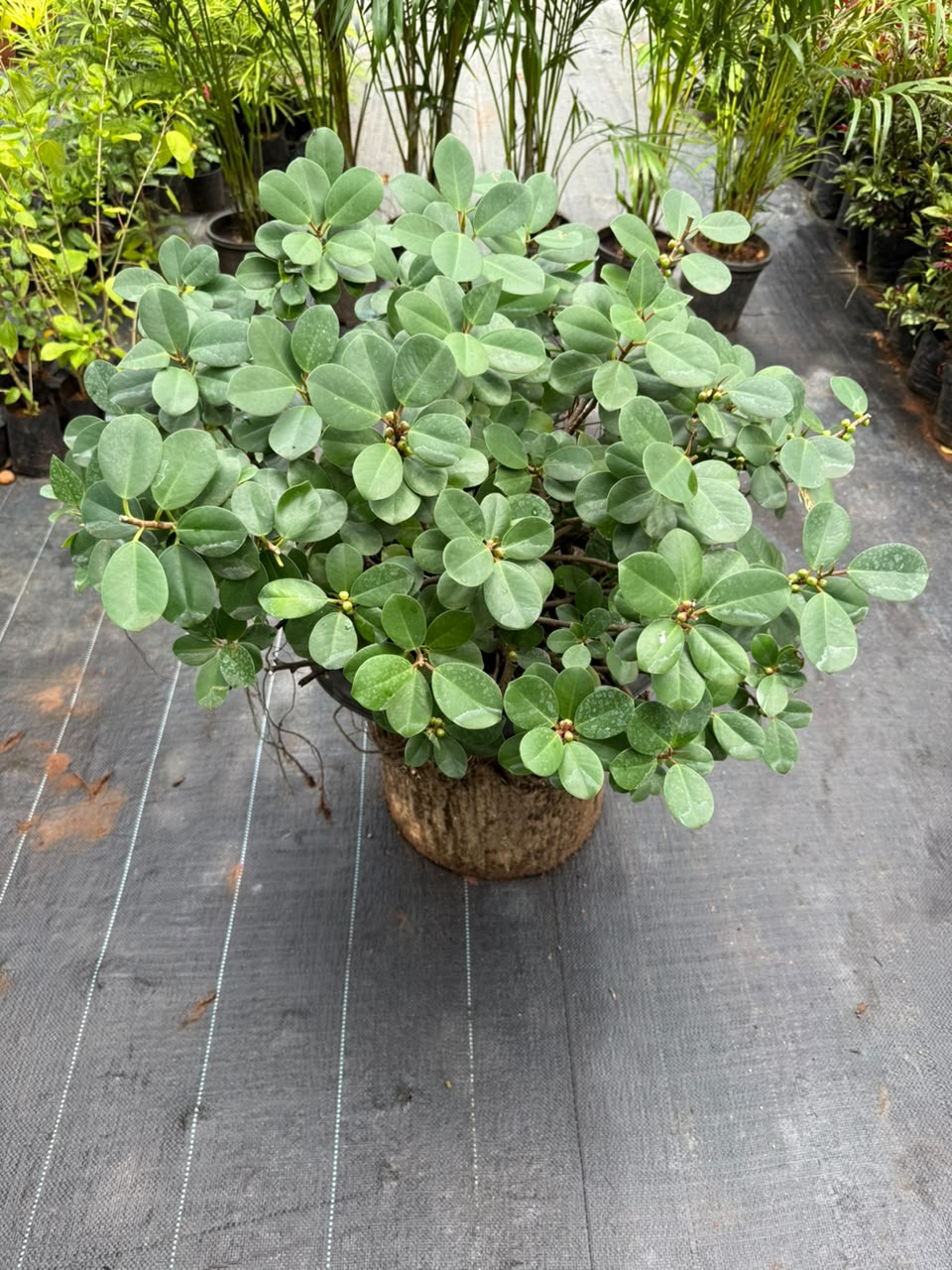 Bonsai