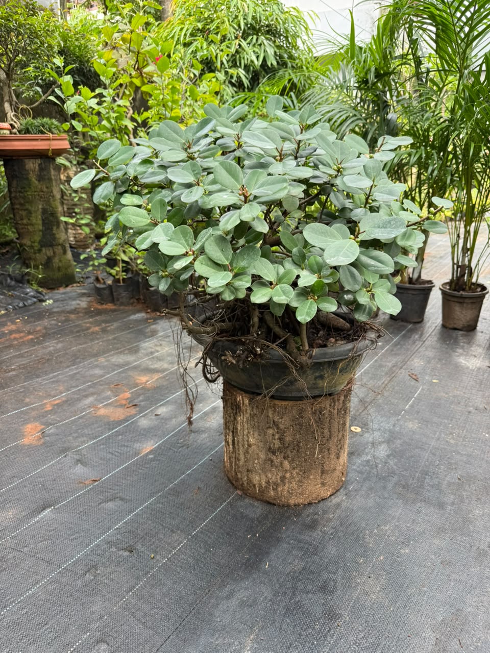 Bonsai
