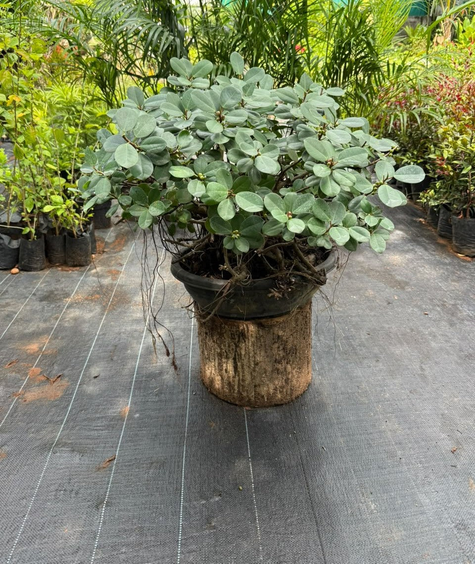 Bonsai