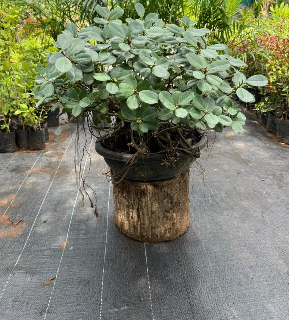 Bonsai