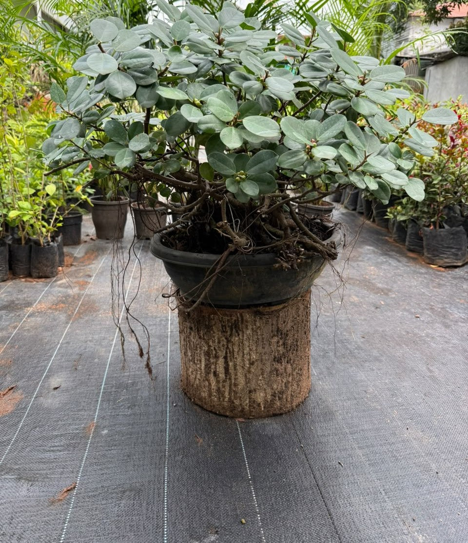 Bonsai