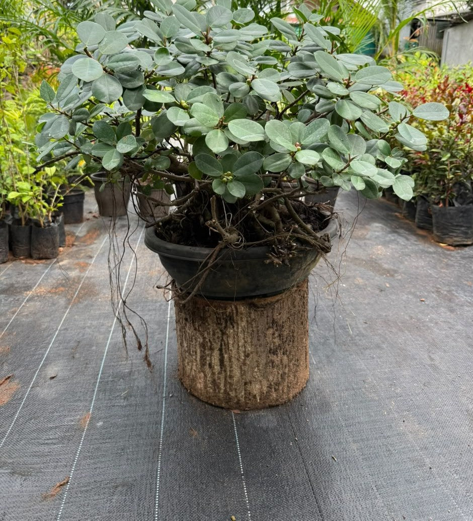 Bonsai