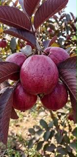 Purple Guava - Black Guava