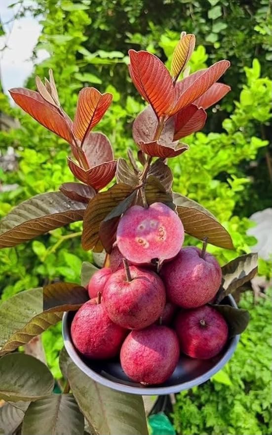 Purple Guava - Black Guava