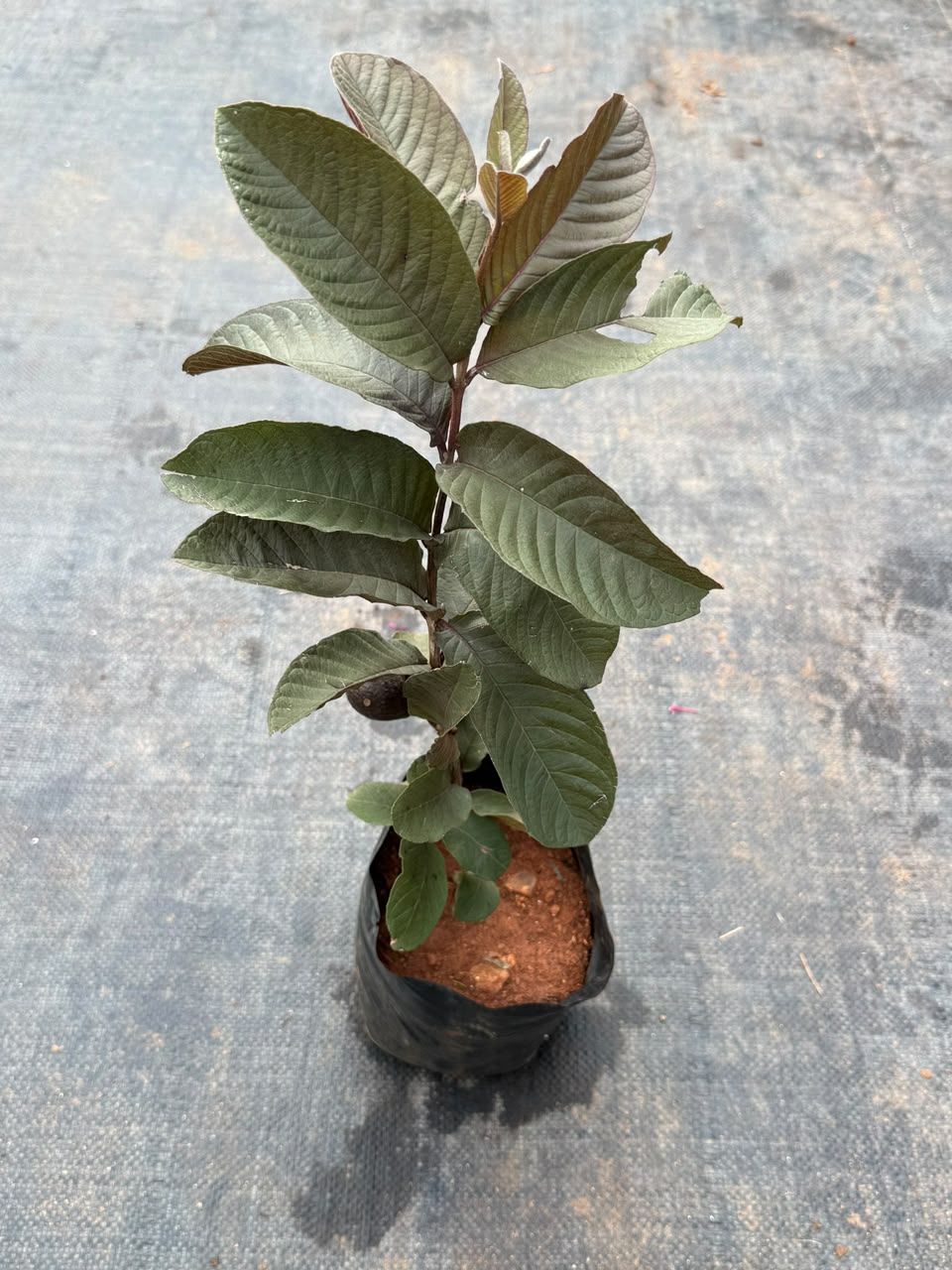 Purple Guava - Black Guava