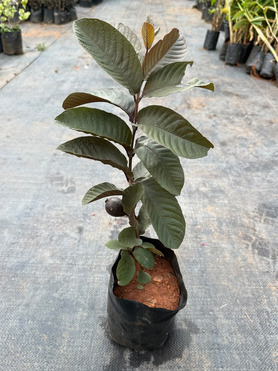 Purple Guava - Black Guava