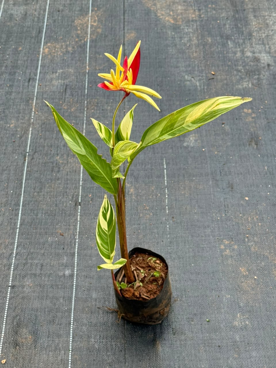 Heliconia Variegated
