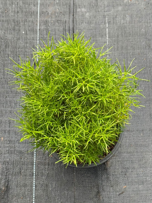 Summer Cypress