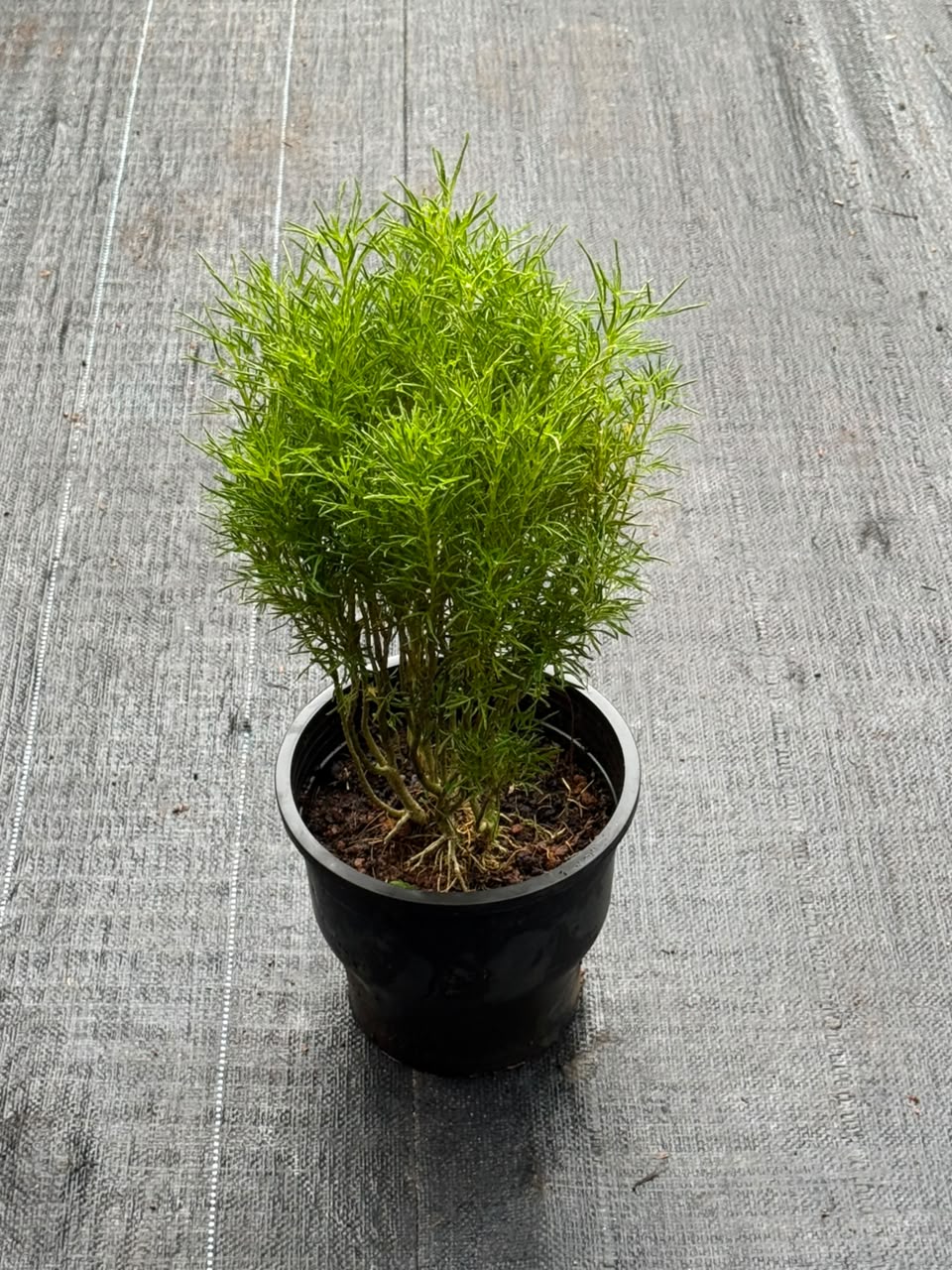 Summer Cypress