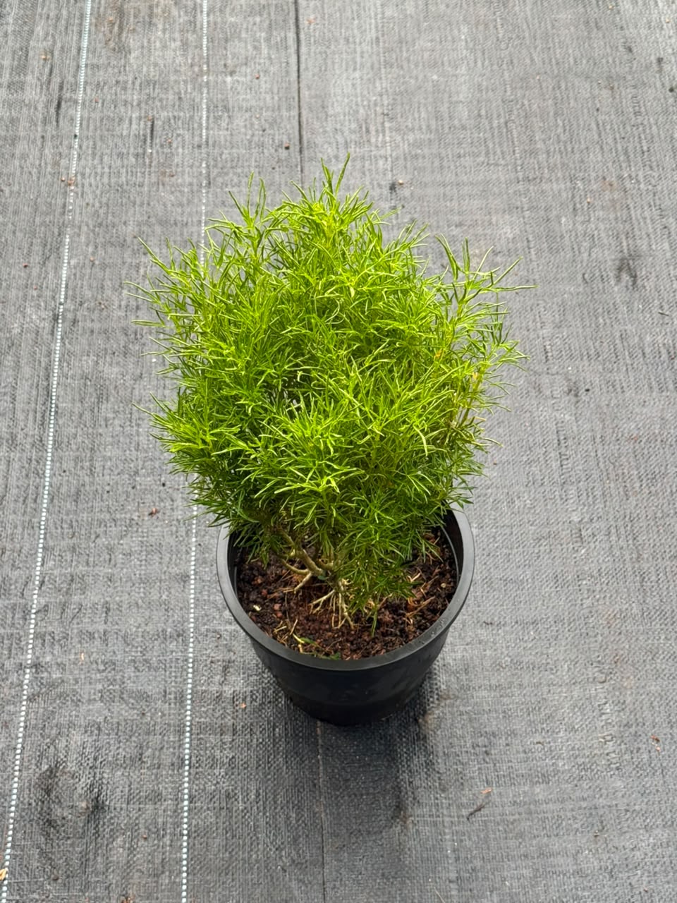 Summer Cypress