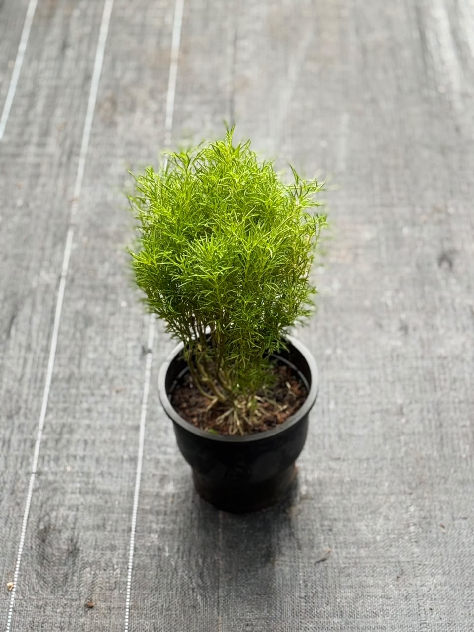Summer Cypress