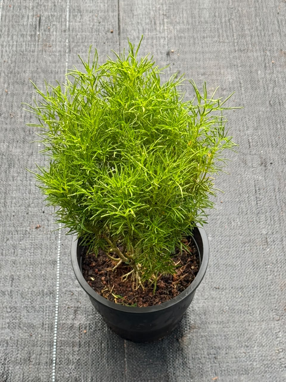 Summer Cypress