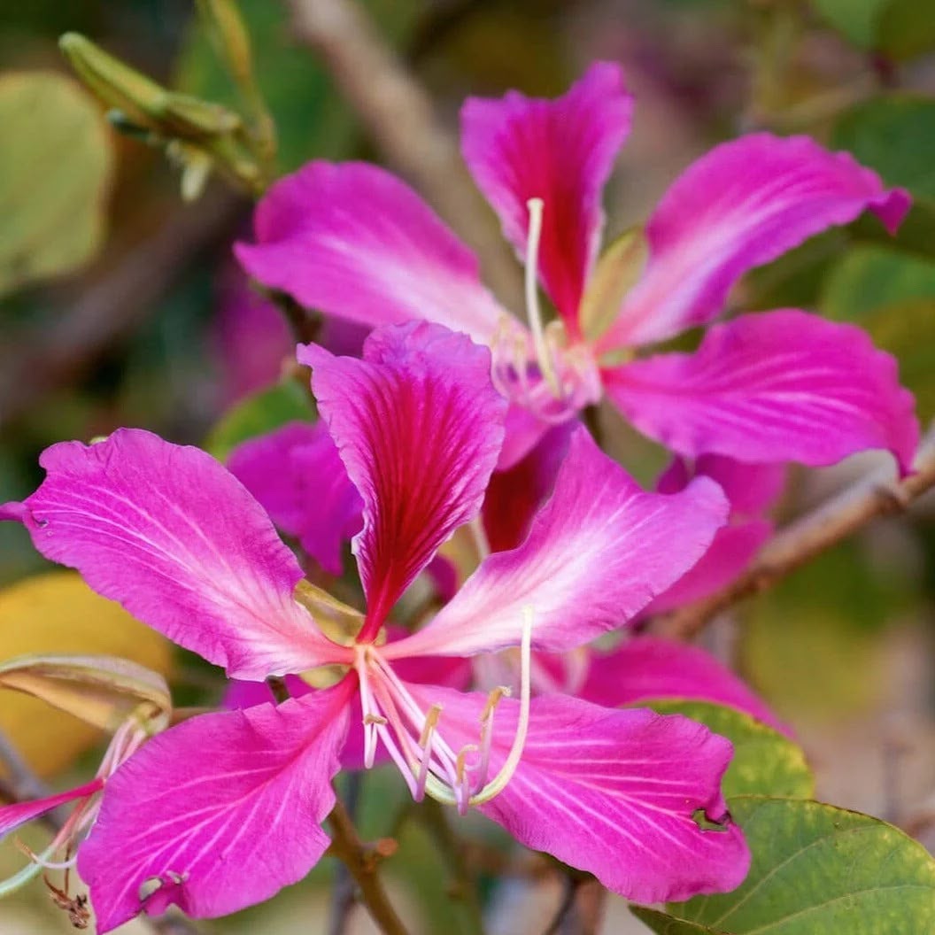 Mandaram Pink